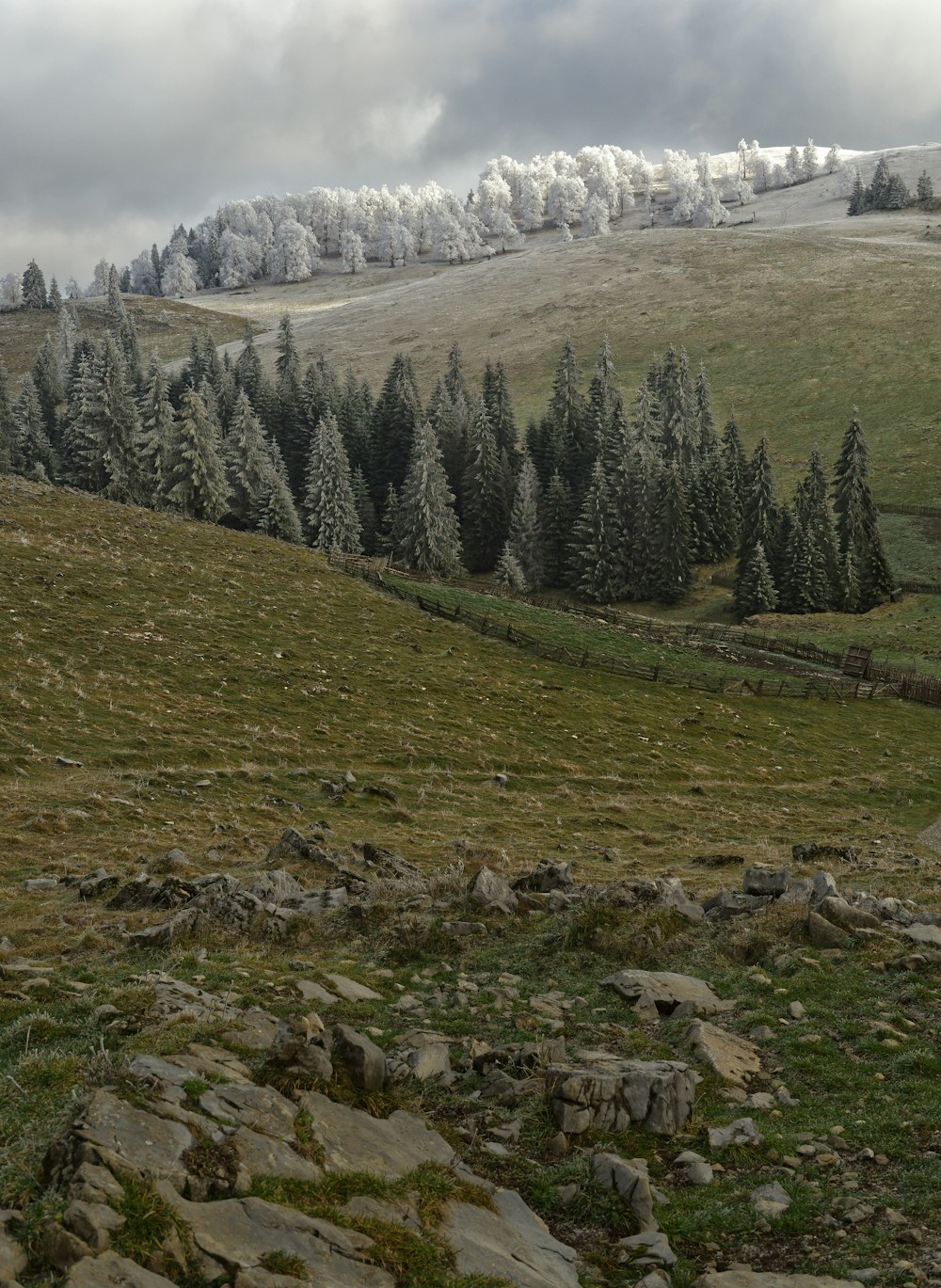 a grassy field with trees and rocks in the foreground