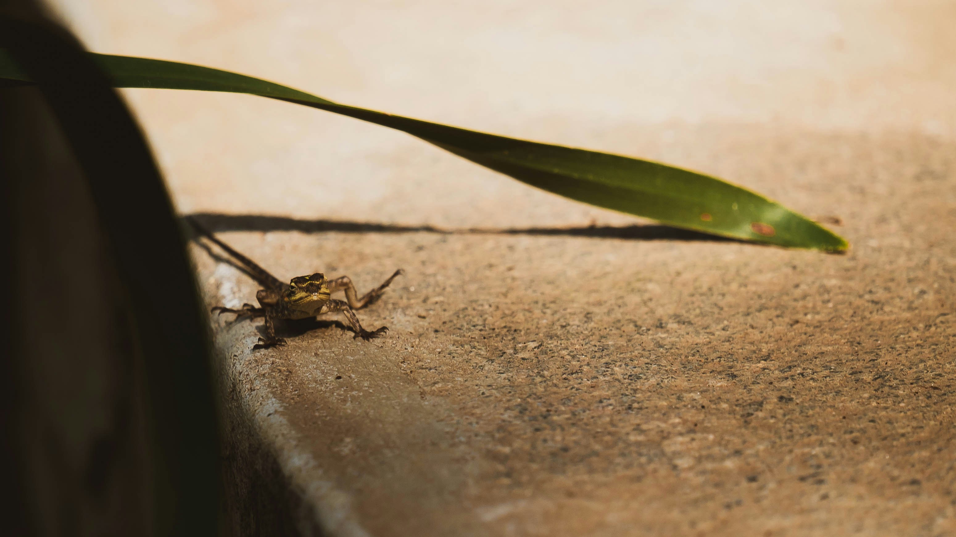 Murchison Falls, Uganda - A female agama lizard perched on a concrete pathway.