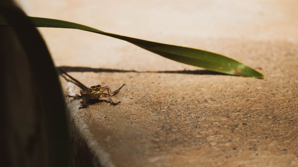 a small insect sitting on the ground next to a plant