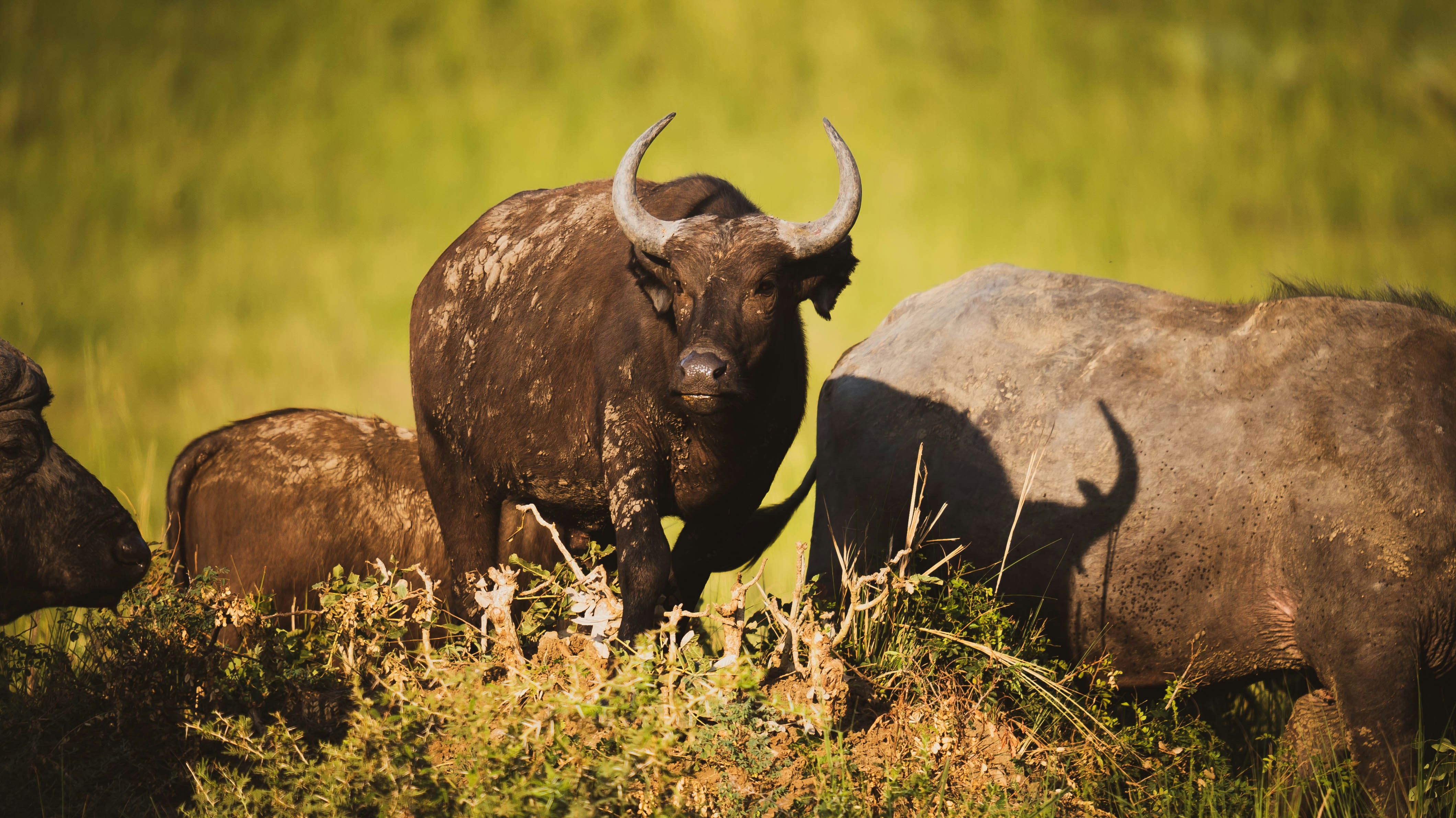 Uganda Safari Landscape