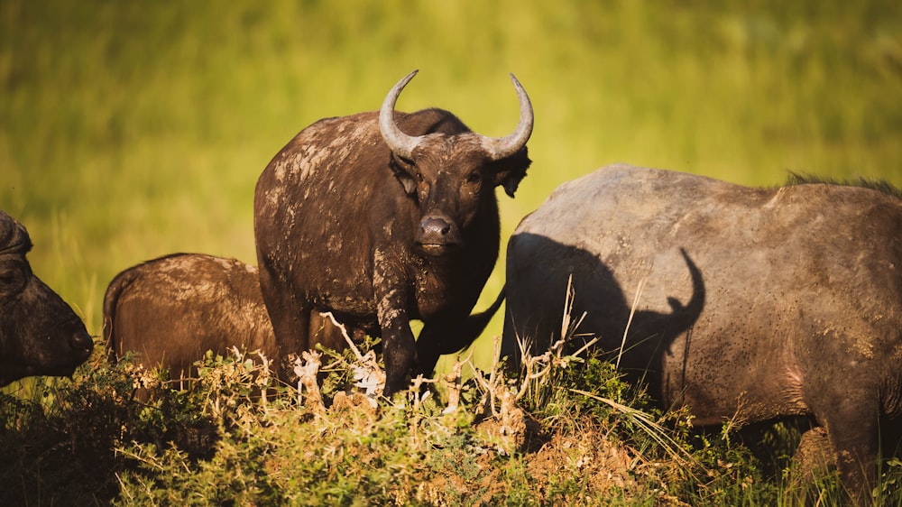 a herd of buffalo standing on top of a lush green field