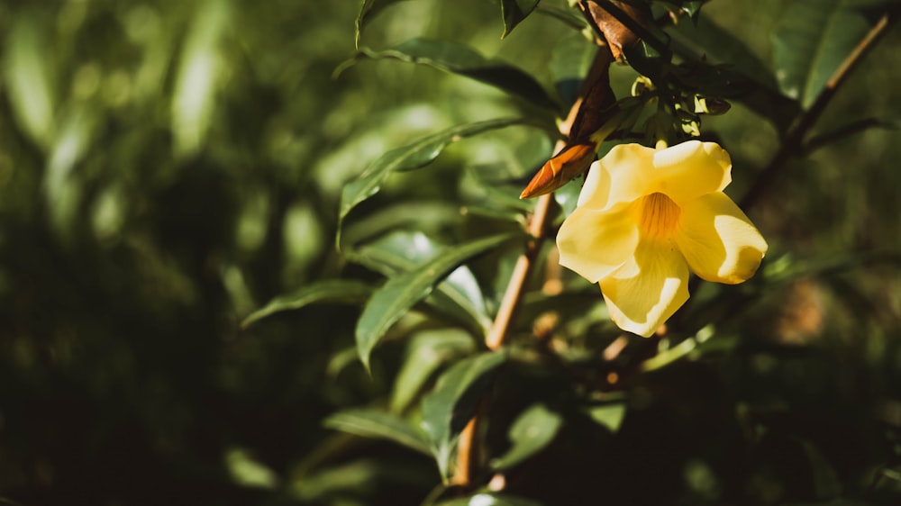 a yellow flower with green leaves in the background