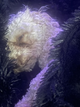 A curly-haired dog, possibly a poodle, is cozily nestled among fluffy, dark fabric. The dog's fur is a light color, contrasting with the deep black surroundings. Soft lighting gives the scene a peaceful, serene atmosphere.