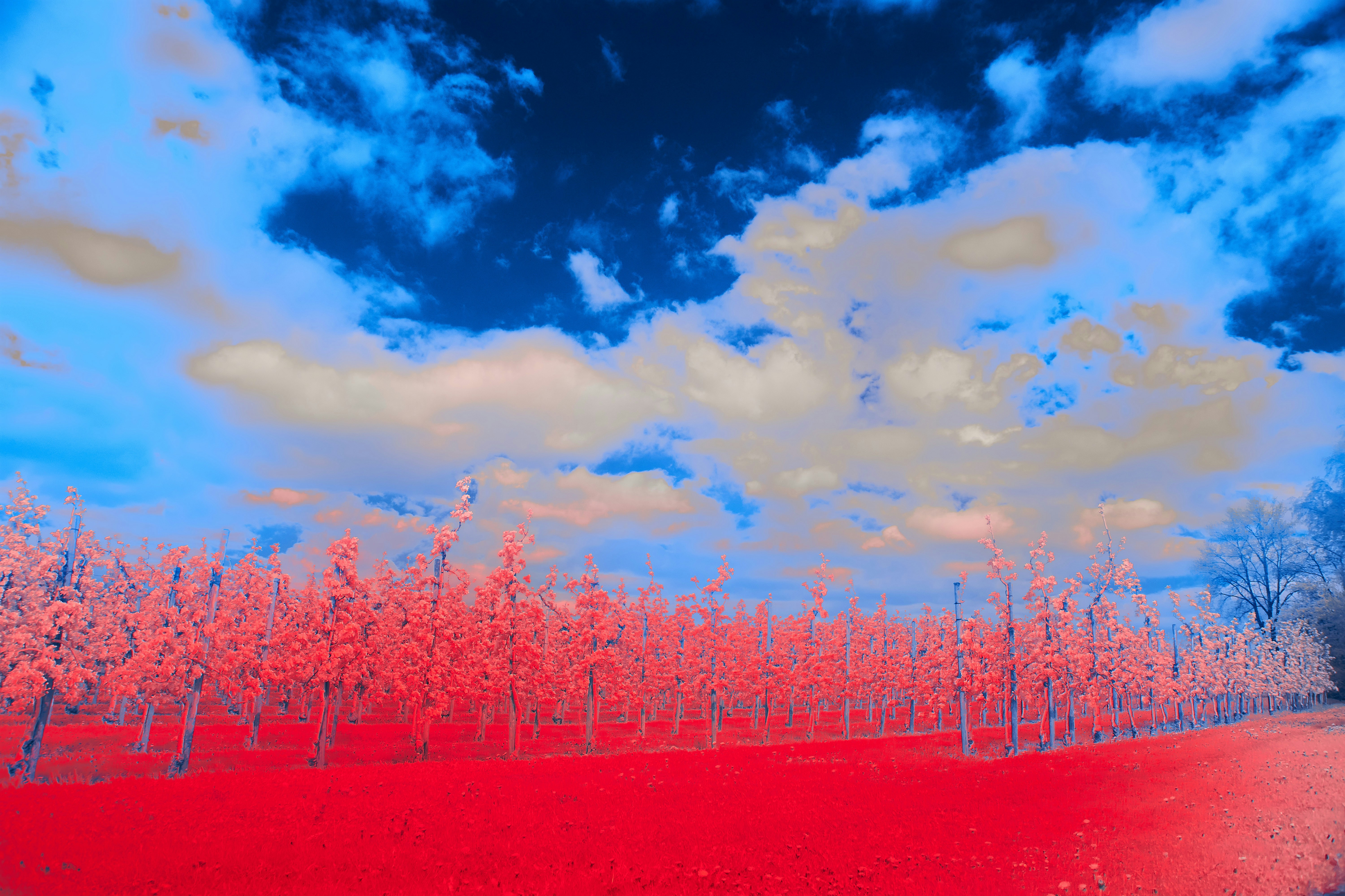 Photo by wolfgang_hasselmann