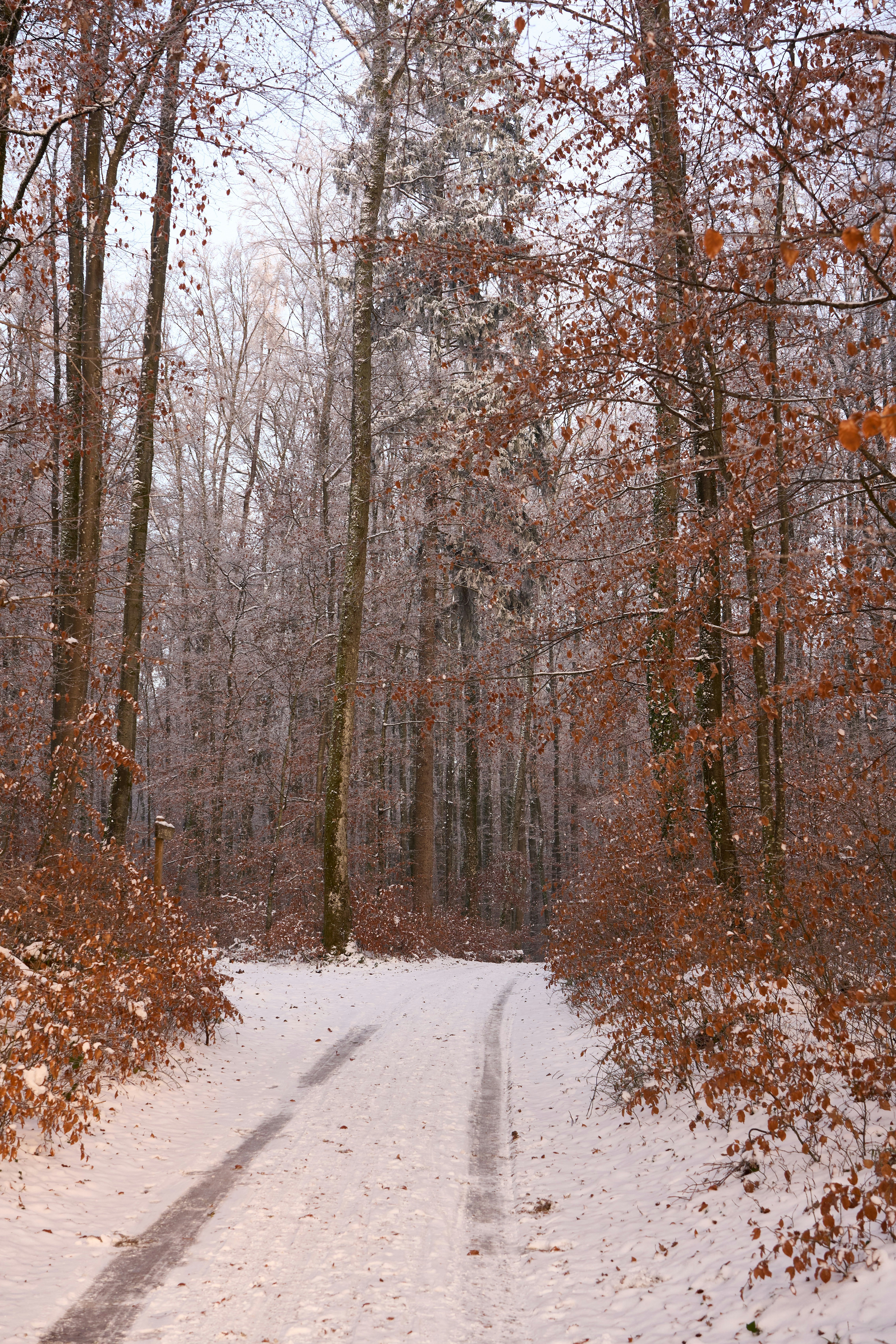 Photo by wolfgang_hasselmann