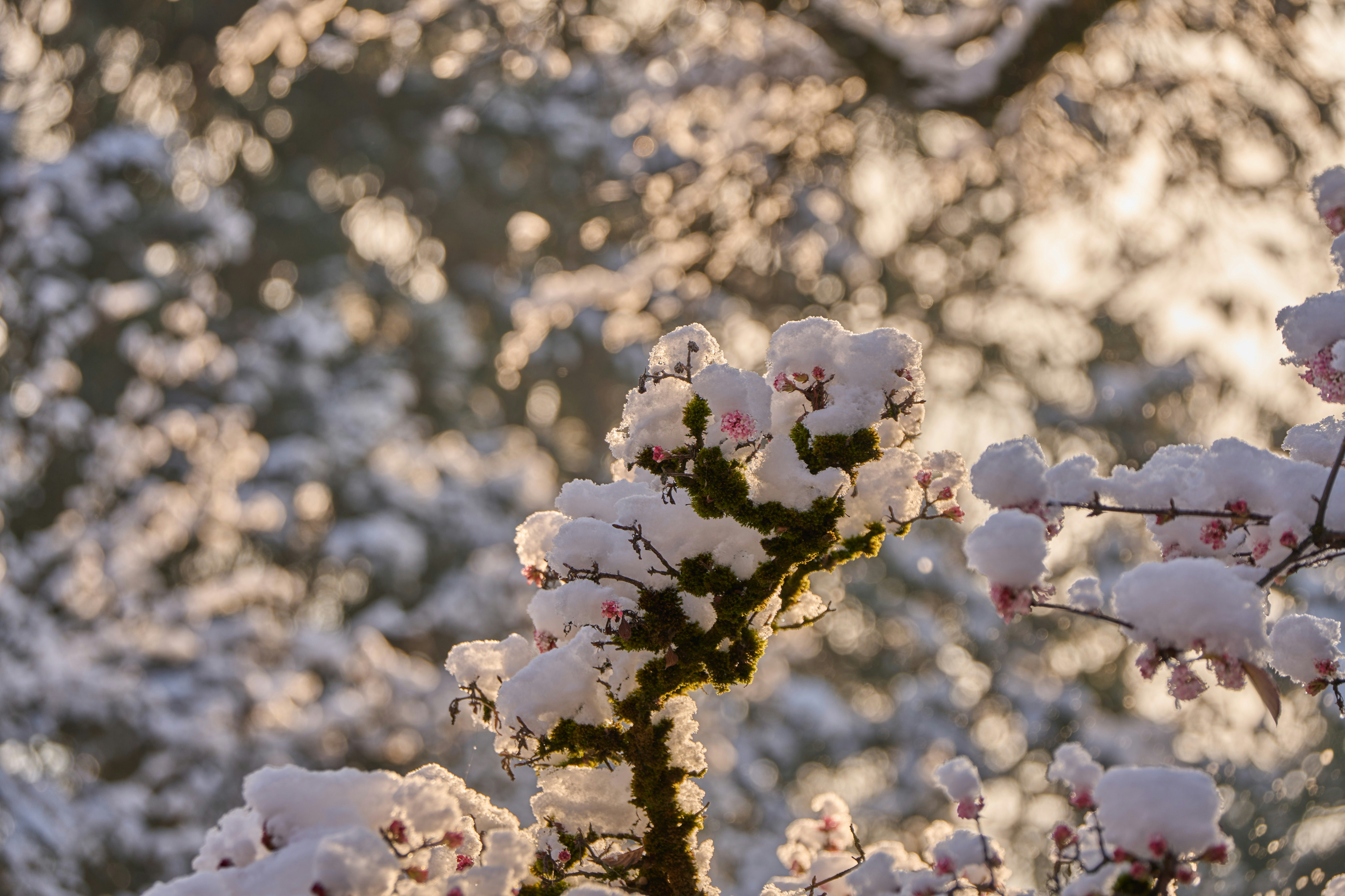 Photo by wolfgang_hasselmann