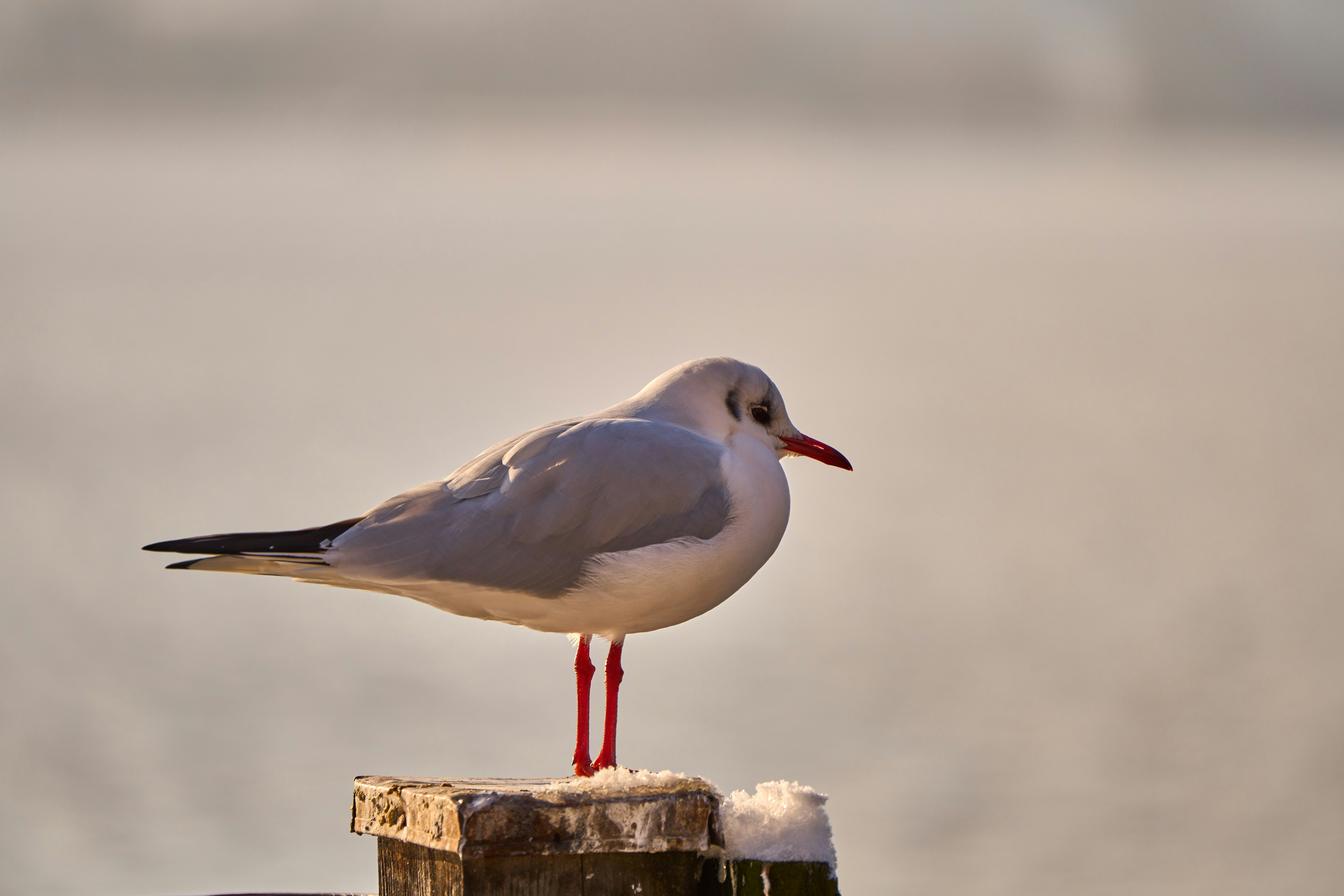 Photo by wolfgang_hasselmann