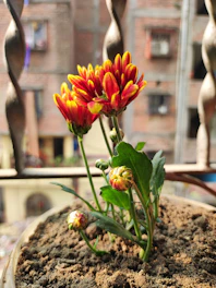 Community members planting vibrant flowers in a sunny urban garden.