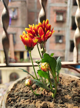 Community members planting vibrant flowers in a sunny urban garden.