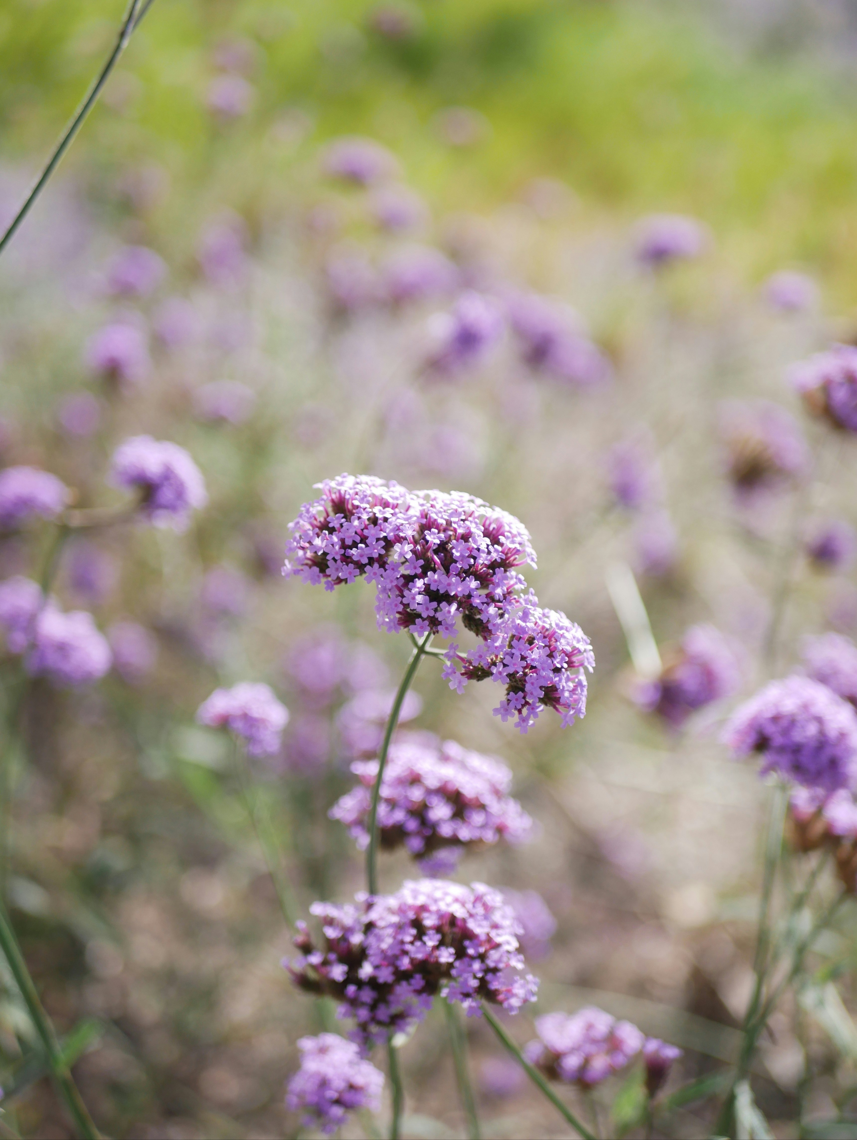 Um campo cheio de flores roxas em um dia ensolarado foto – Imagem grátis  sobre Flor na Unsplash, image size:3000x3989