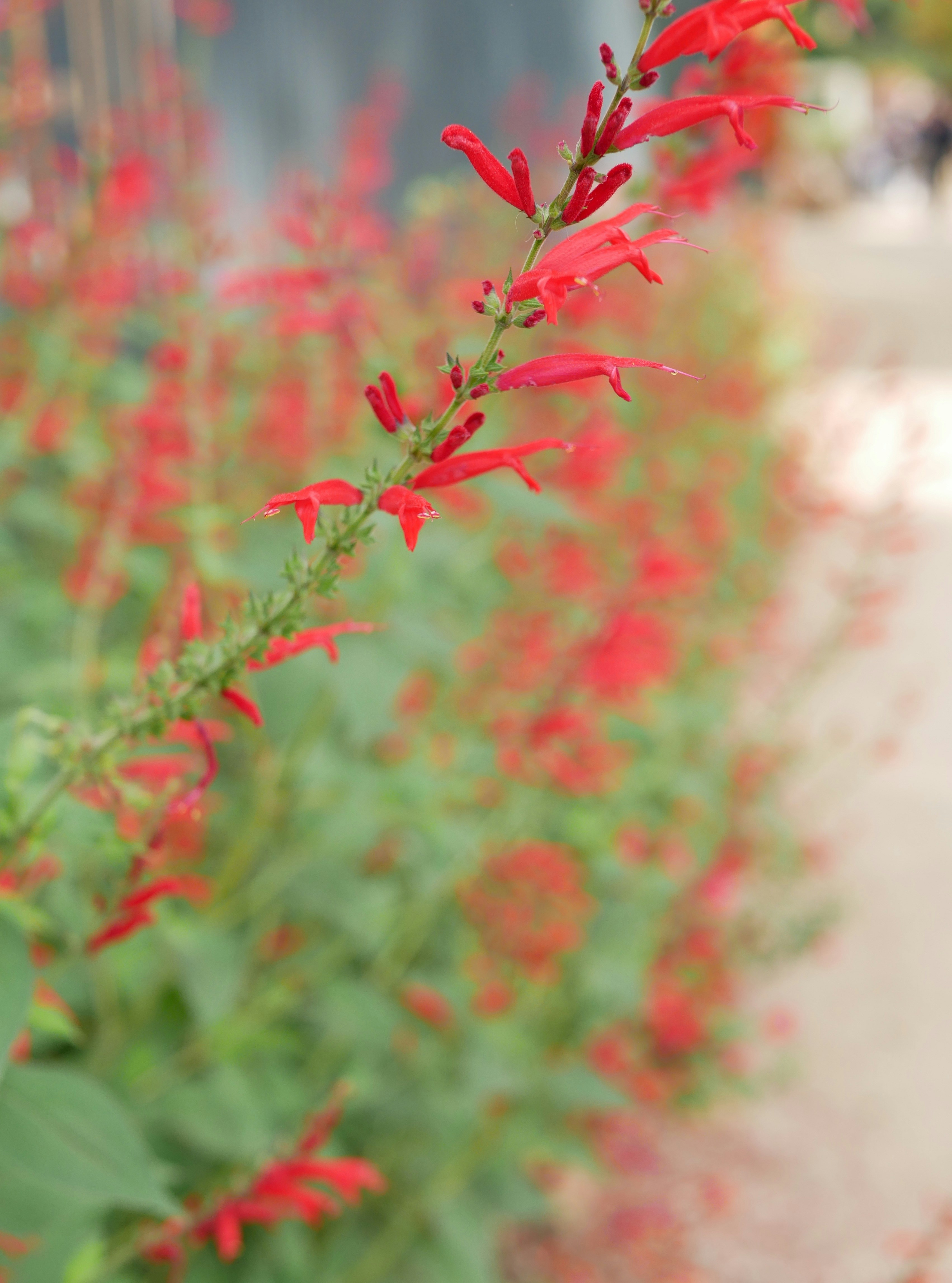 Photo by felicitasentilo