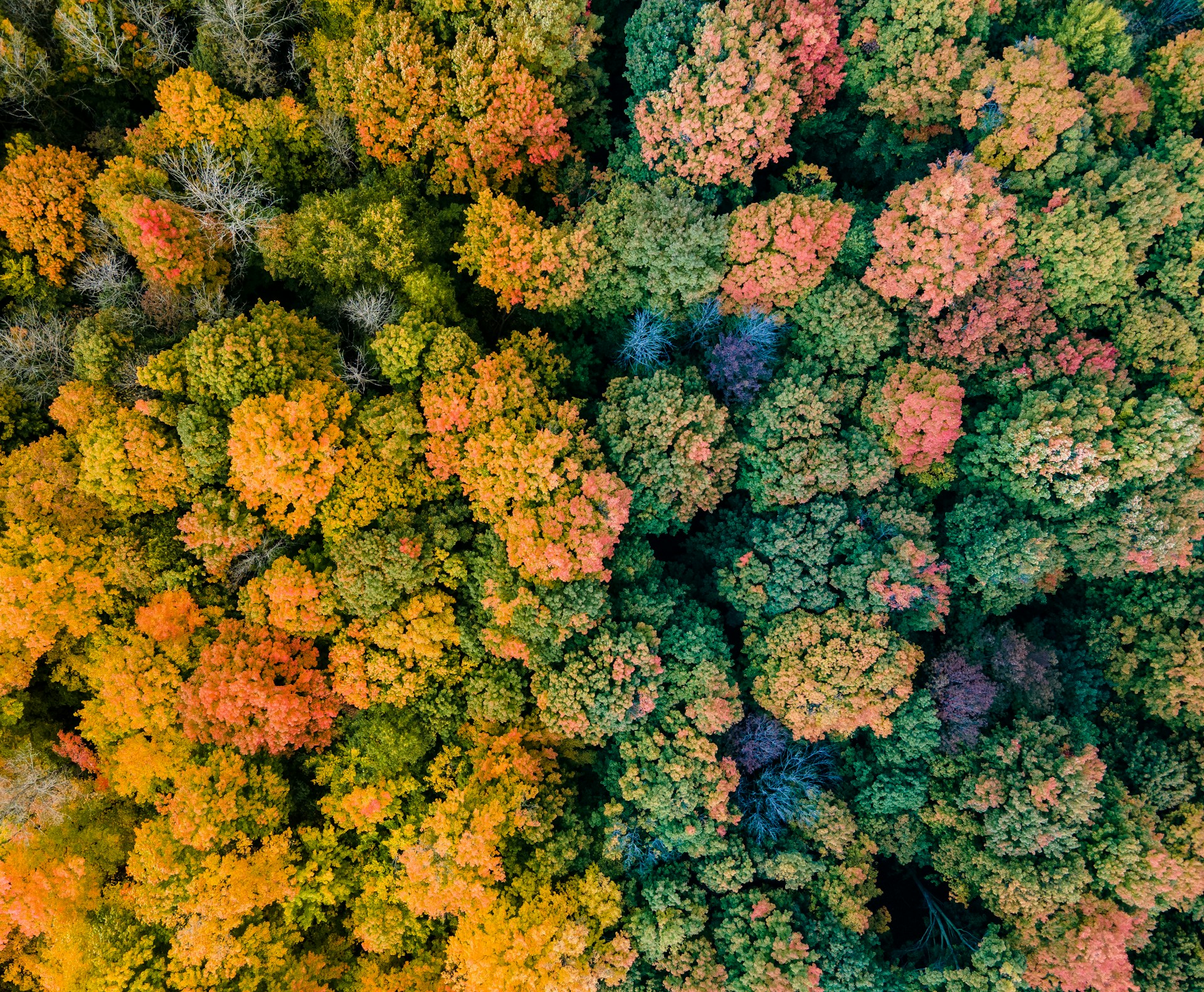 a group of trees that are in the woods