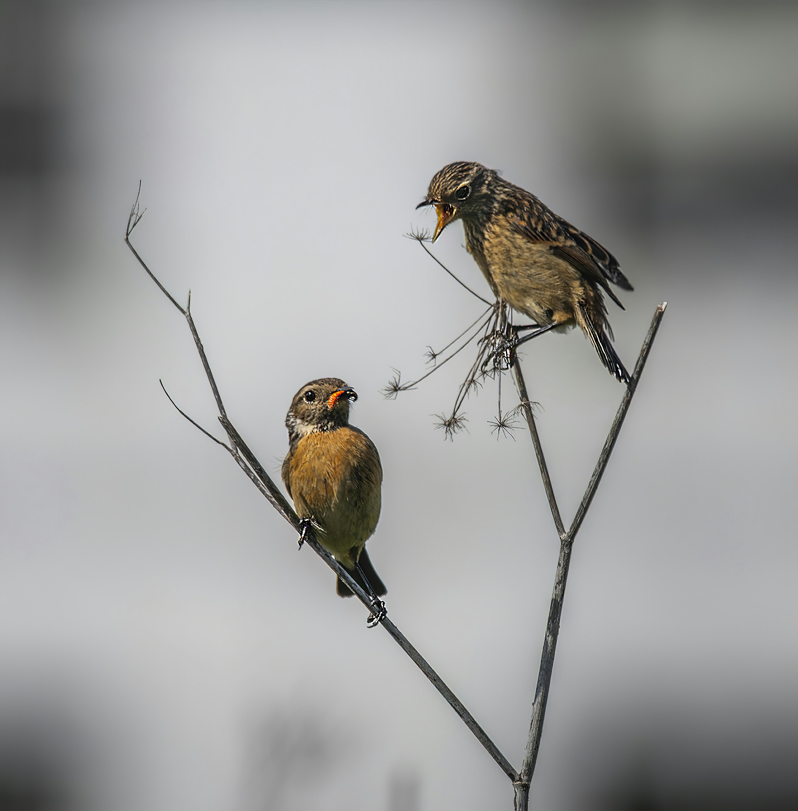 a couple of birds sitting on top of a tree branch