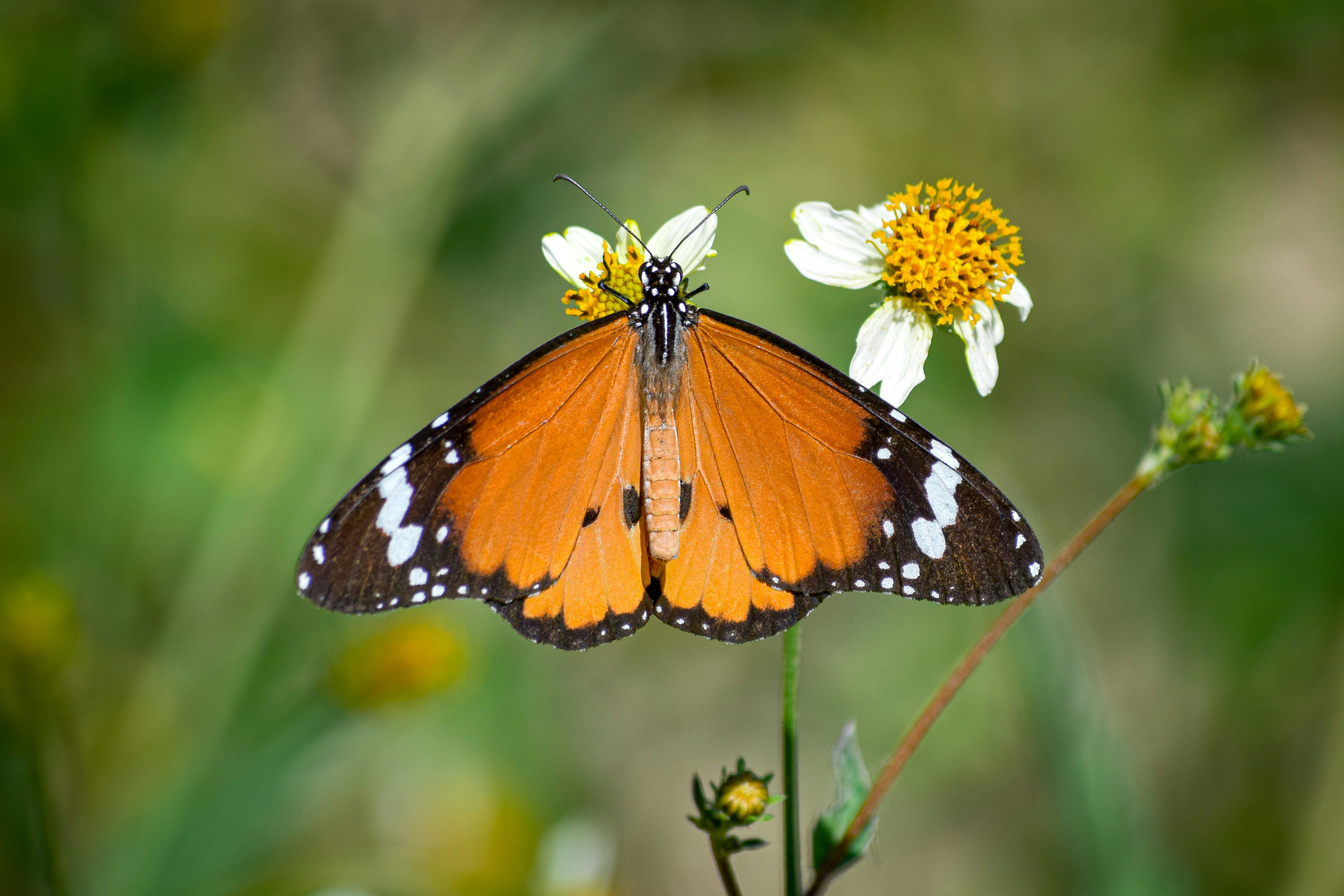 Photo by omarsobhynasef