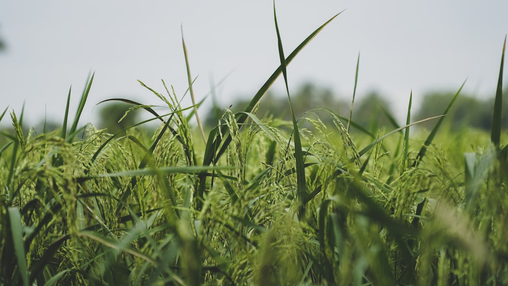 a field of green grass with trees in the background