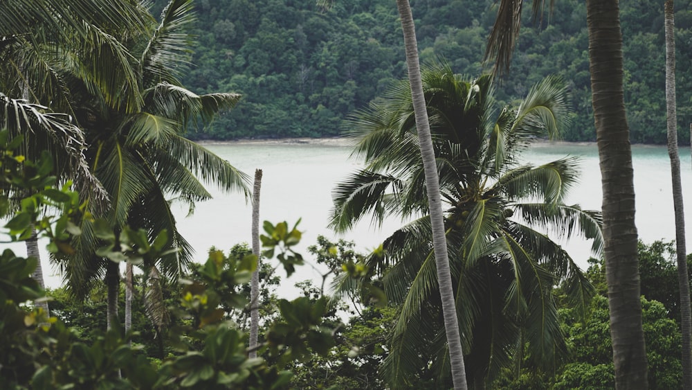 a group of palm trees next to a body of water