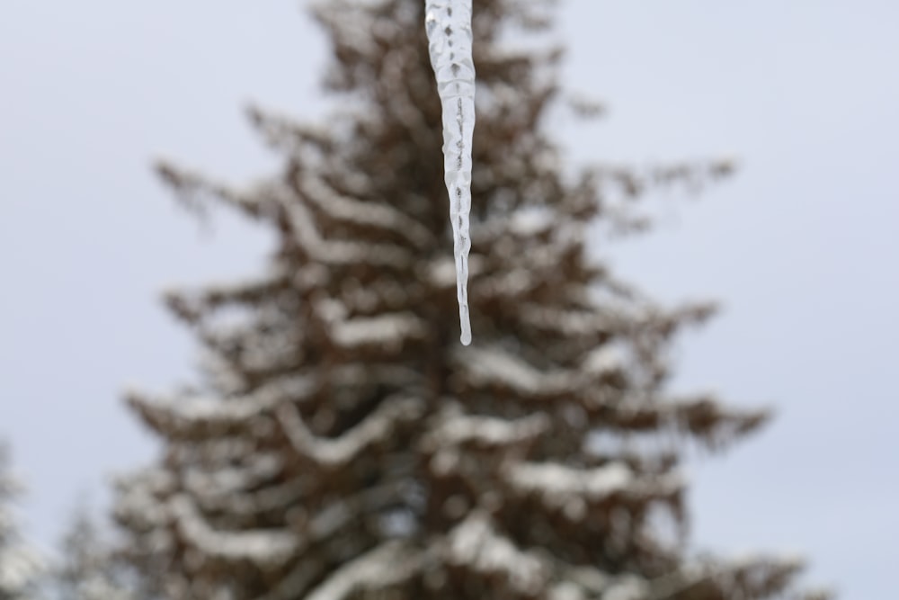 a icicle hanging from a tree with snow on it