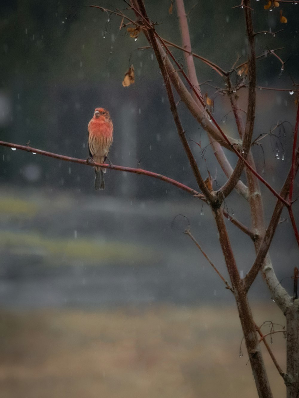 Un piccolo uccello seduto su un ramo sotto la pioggia