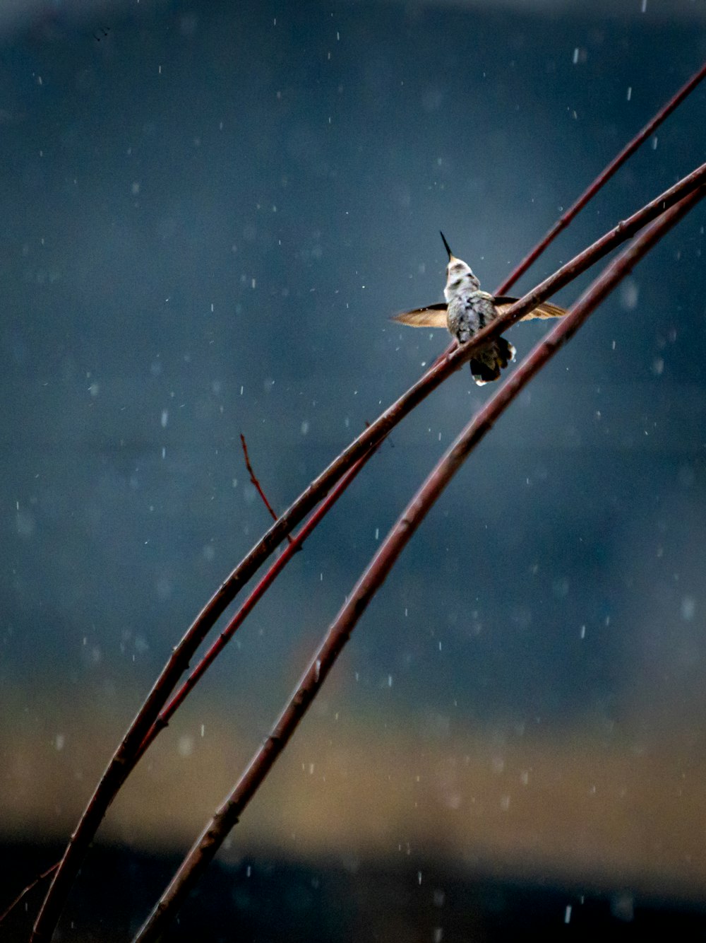 a small bird sitting on top of a tree branch