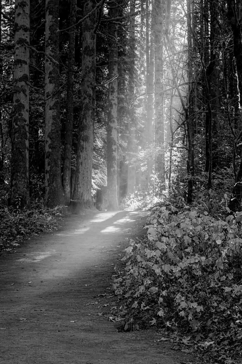 a black and white photo of a path in the woods