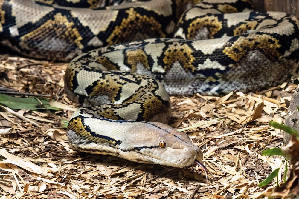 a close up of a snake on the ground