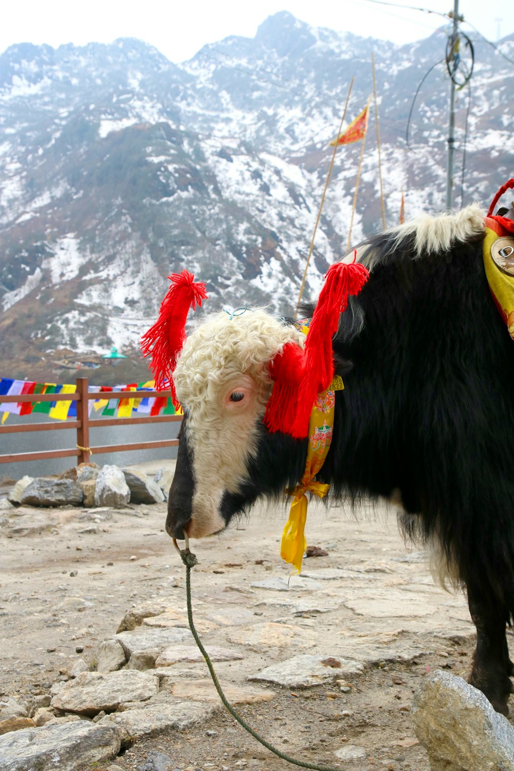 a black and white cow wearing a red and yellow hat