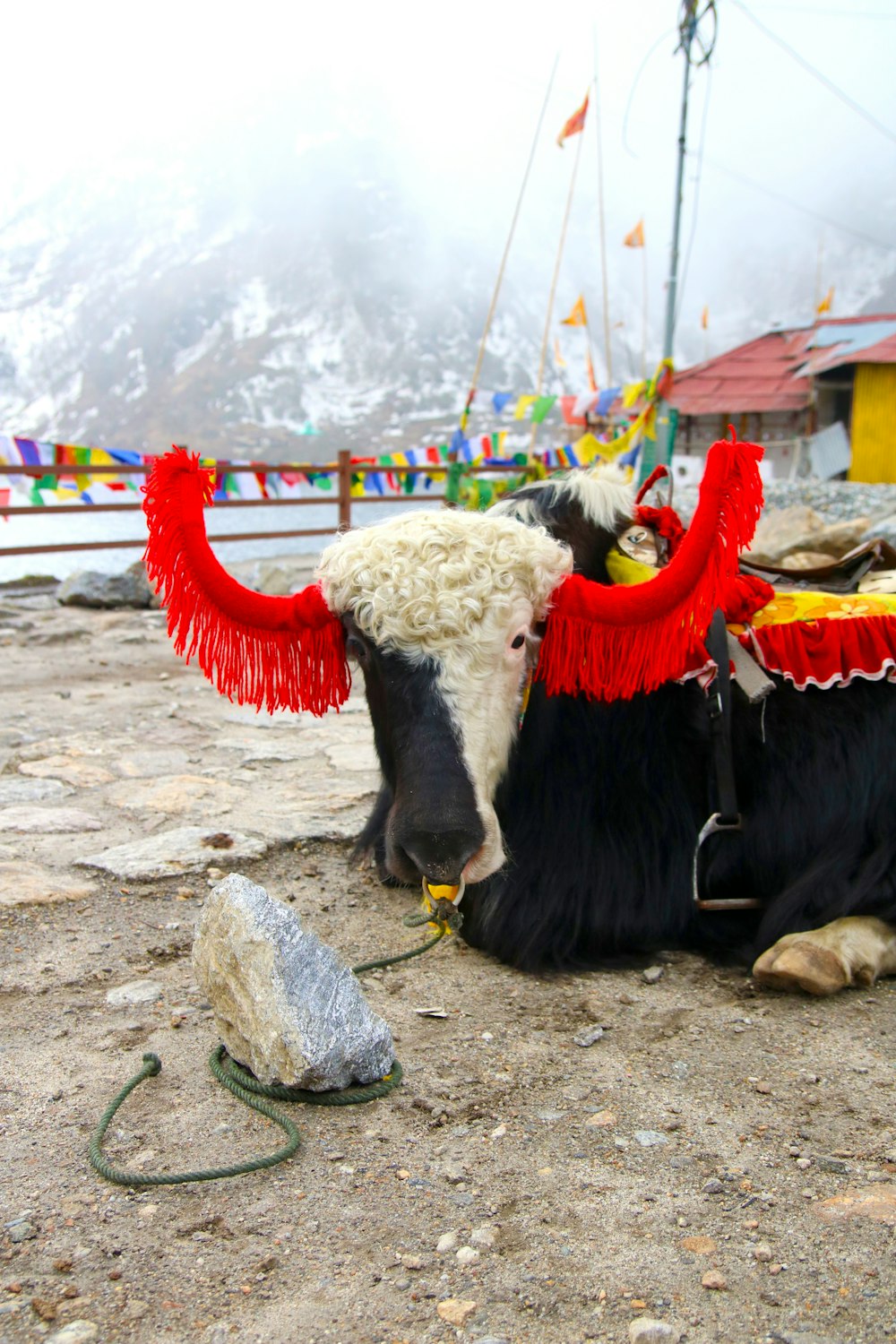 a black and white cow with red horns laying on the ground