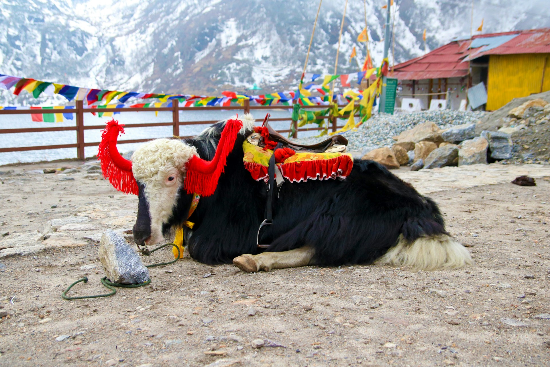 a black and white cow wearing a red and yellow headdress