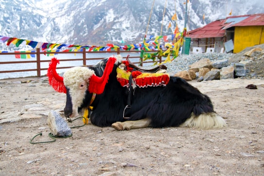 A yak adorned with vibrant red and yellow decorations rests on a sandy ground. Behind it, a scenic backdrop features snow-capped mountains, a fenced area, and multicolored prayer flags fluttering. A sturdy wooden fence and a nearby structure with colorful walls add to the picturesque setting.