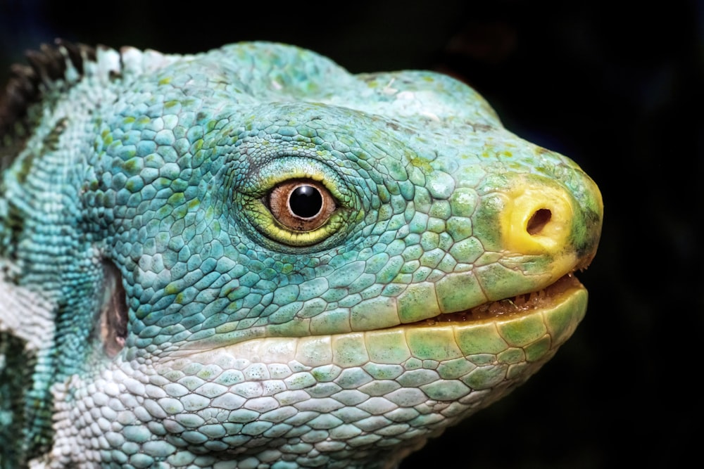 a close up of a green lizard's face