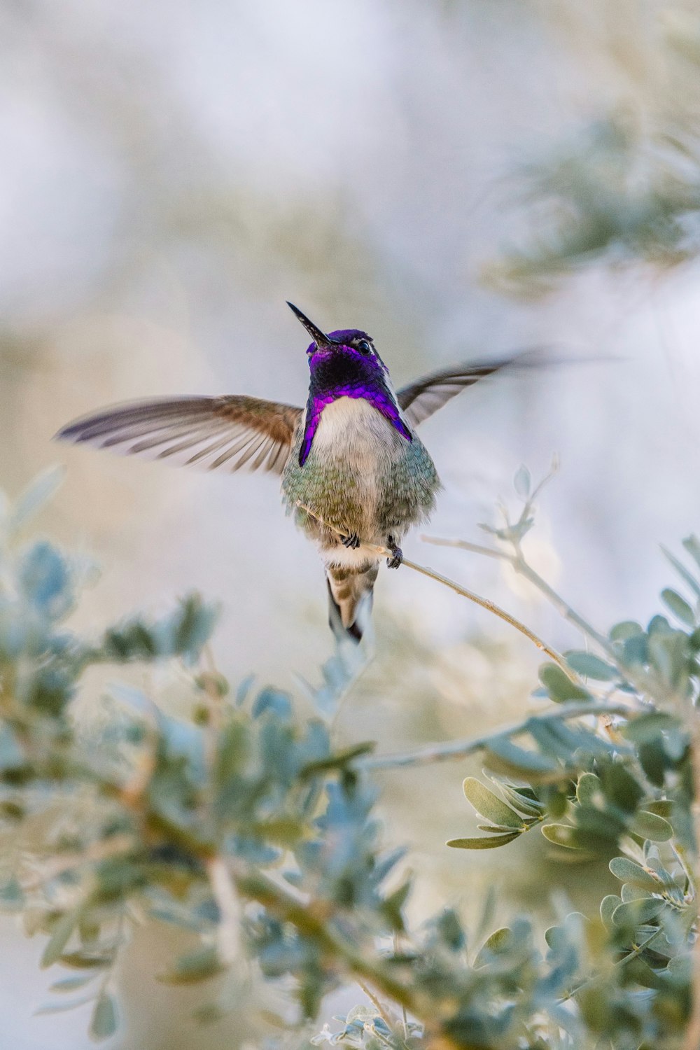 a hummingbird flying through a tree filled with green leaves