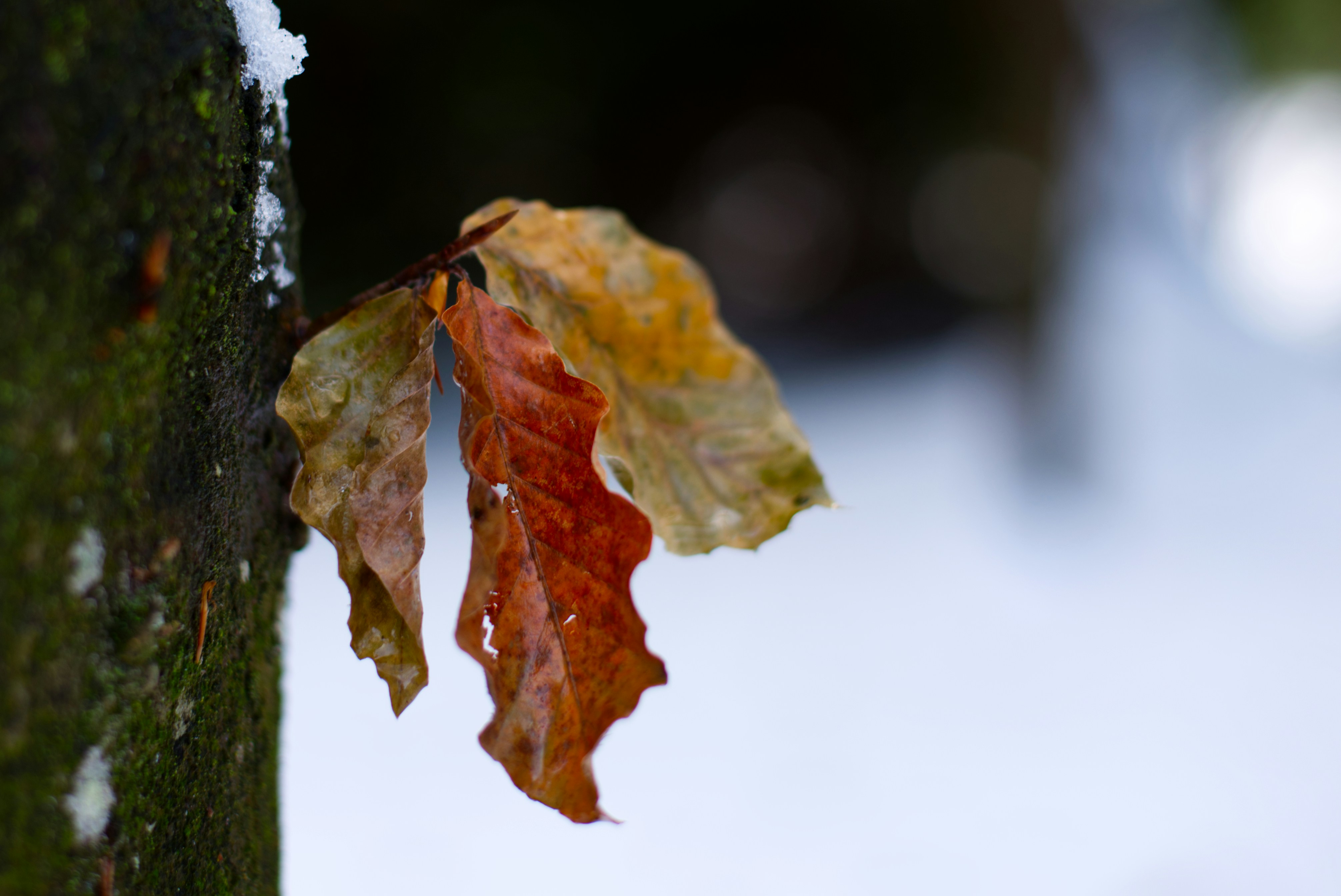 Photo by itsleiladehaan