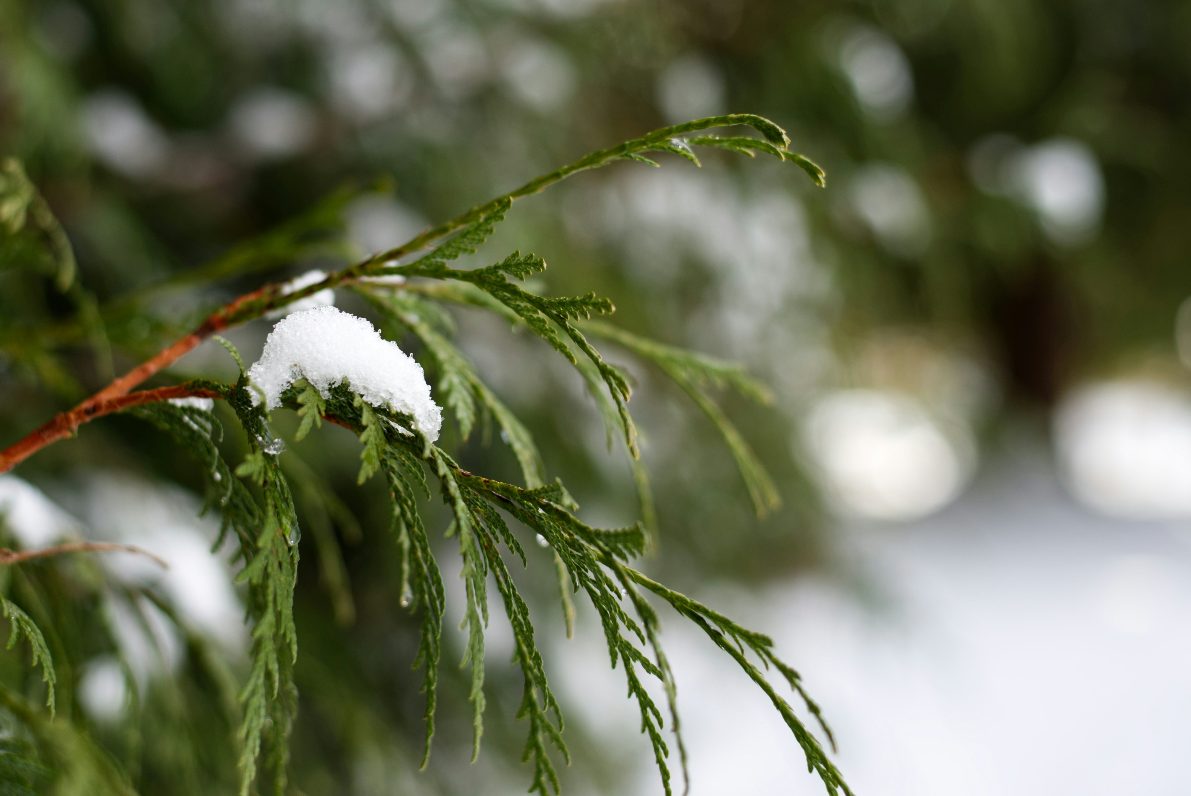 Photo by itsleiladehaan