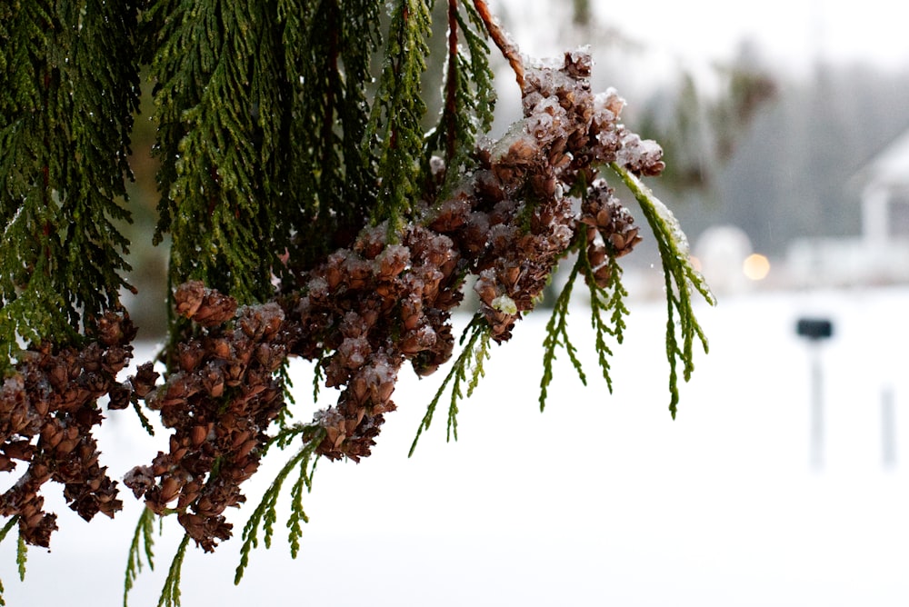 a branch of a pine tree covered in snow