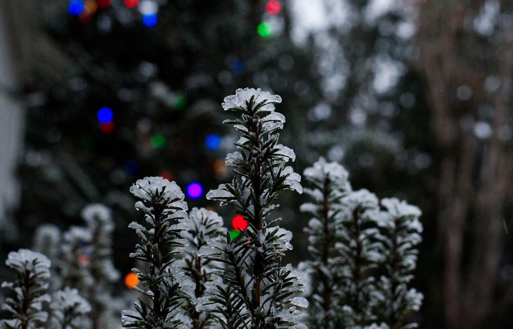 a close up of a tree with lights in the background