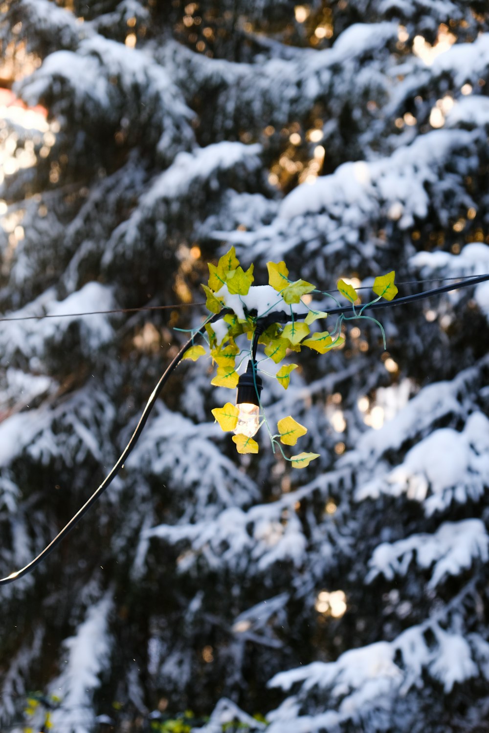 a bunch of yellow leaves hanging from a wire