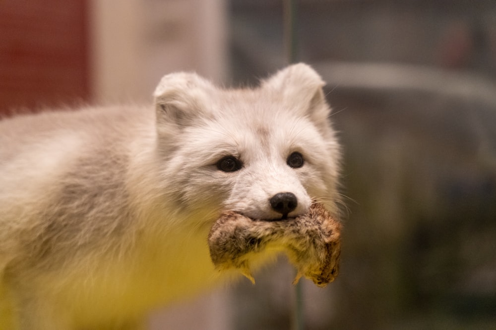 a small white animal with a piece of food in it's mouth