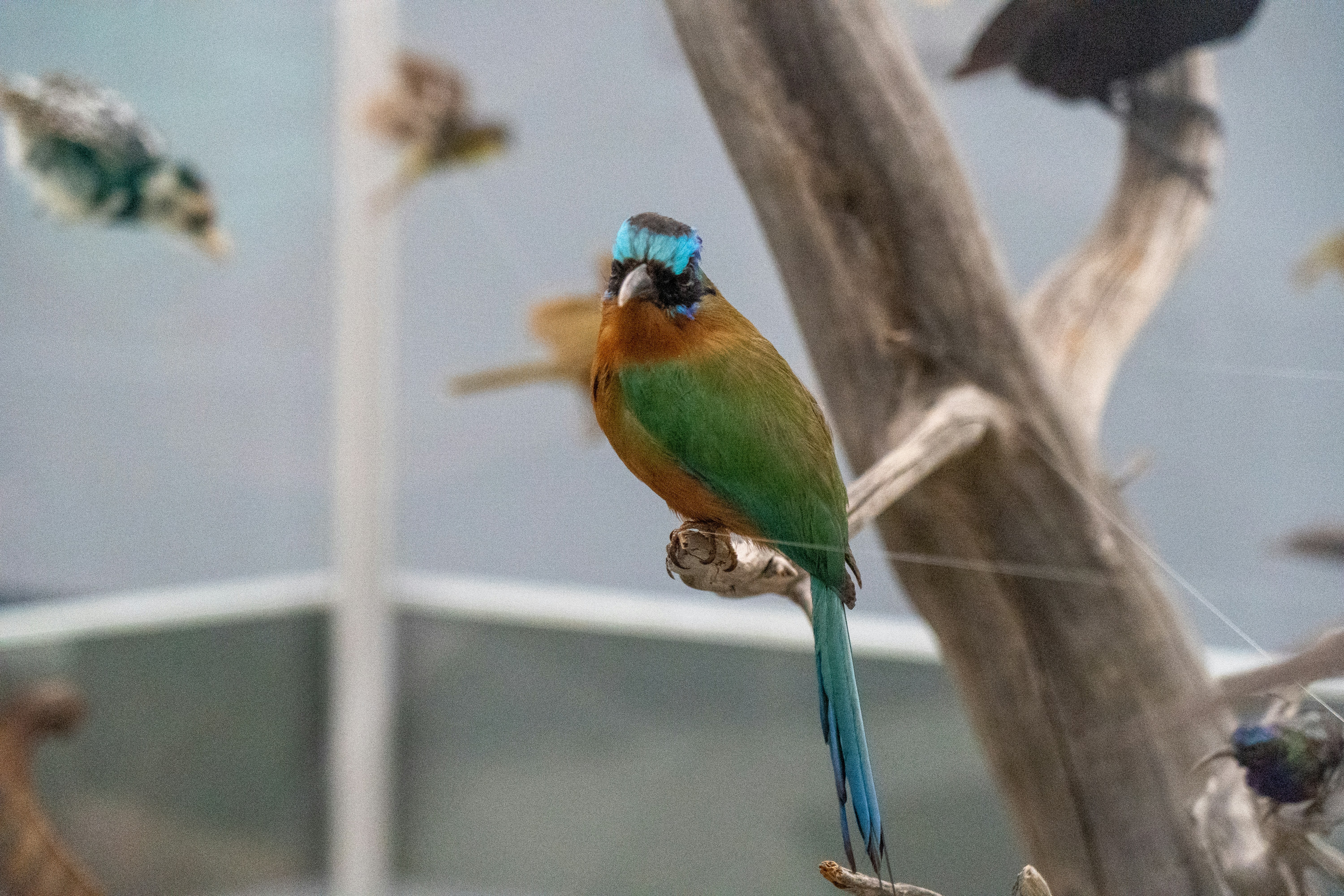 a colorful bird sitting on top of a tree branch