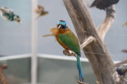 A vibrant bird with green, orange, and blue plumage perches on a branch in a naturalistic indoor setting. The bird's striking colors stand out against the muted background, which features blurred outlines of other birds and branches, creating a sense of depth.