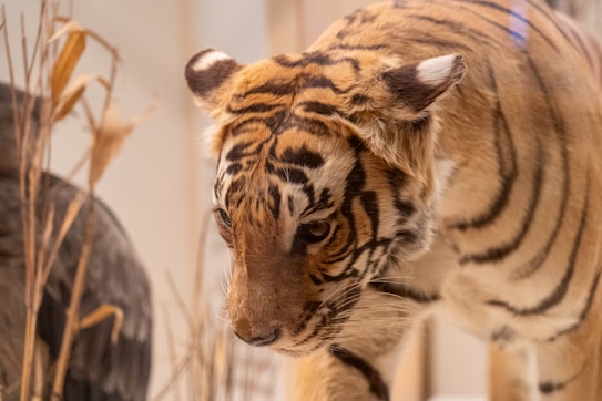 A close-up view of a tiger with distinct black stripes and a rich orange coat. The facial features and intense gaze convey a sense of focus and alertness. The background includes some blurred plants or natural elements, enhancing the wild setting.