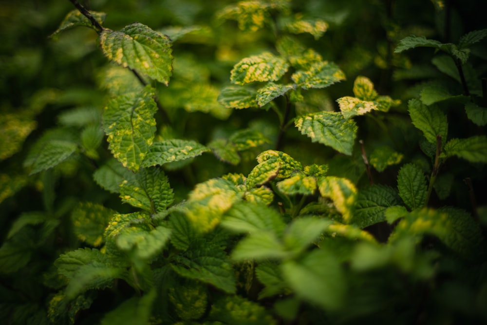 a bunch of green leaves that are on a tree