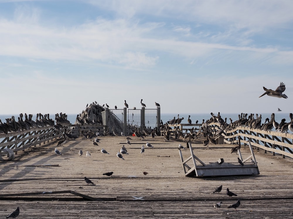 a flock of birds sitting on top of a wooden pier