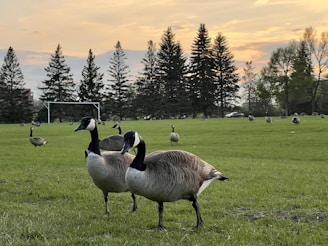 A serene landscape featuring a flock of Canada geese grazing on a lush green field with trees silhouetted against a soft evening sky. A soccer goal is visible in the distance, and several cars are parked near the tree line.