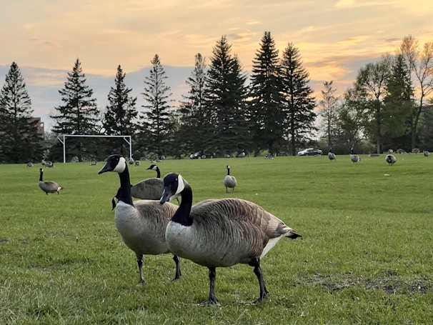 A serene landscape featuring a flock of Canada geese grazing on a lush green field with trees silhouetted against a soft evening sky. A soccer goal is visible in the distance, and several cars are parked near the tree line.