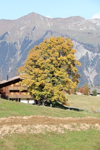 A rustic wooden chalet is nestled in a lush green landscape with a large tree adorned with vibrant yellow leaves in the foreground. Majestic mountains provide a stunning backdrop under a clear blue sky.