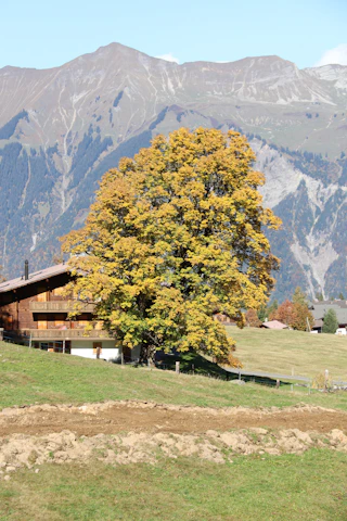 A cozy chalet surrounded by lush green trees under a soft golden sunset.
