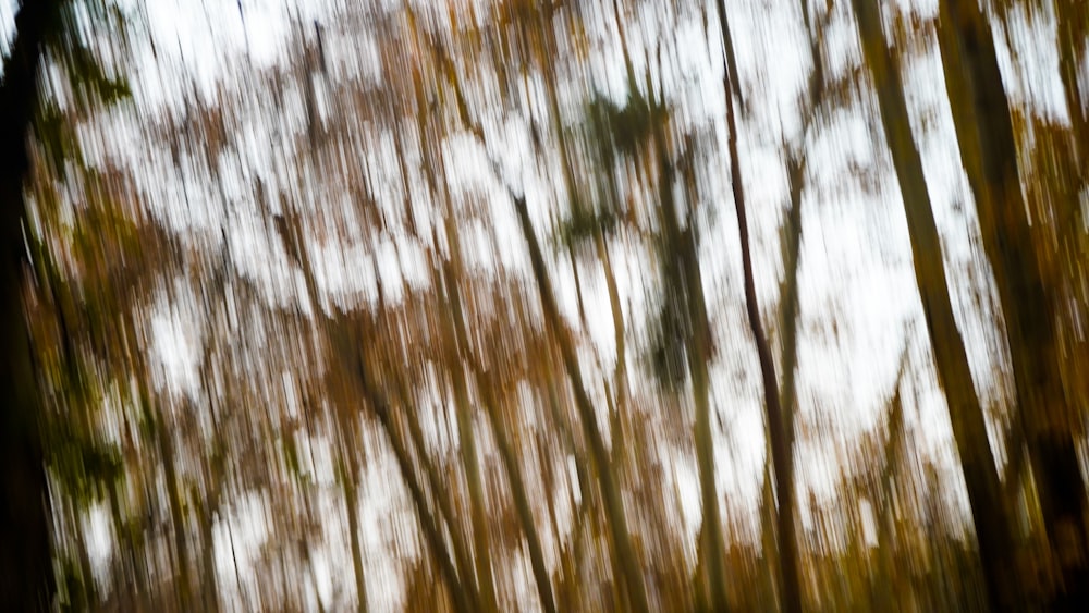 a blurry photo of trees in the woods