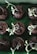 Dark brown soil-filled seedling trays with small, green sprouting plants are arranged in a grid pattern. The sprouts are delicate and emerging from the soil.