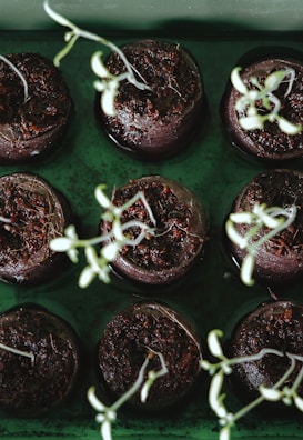 Dark brown soil-filled seedling trays with small, green sprouting plants are arranged in a grid pattern. The sprouts are delicate and emerging from the soil.