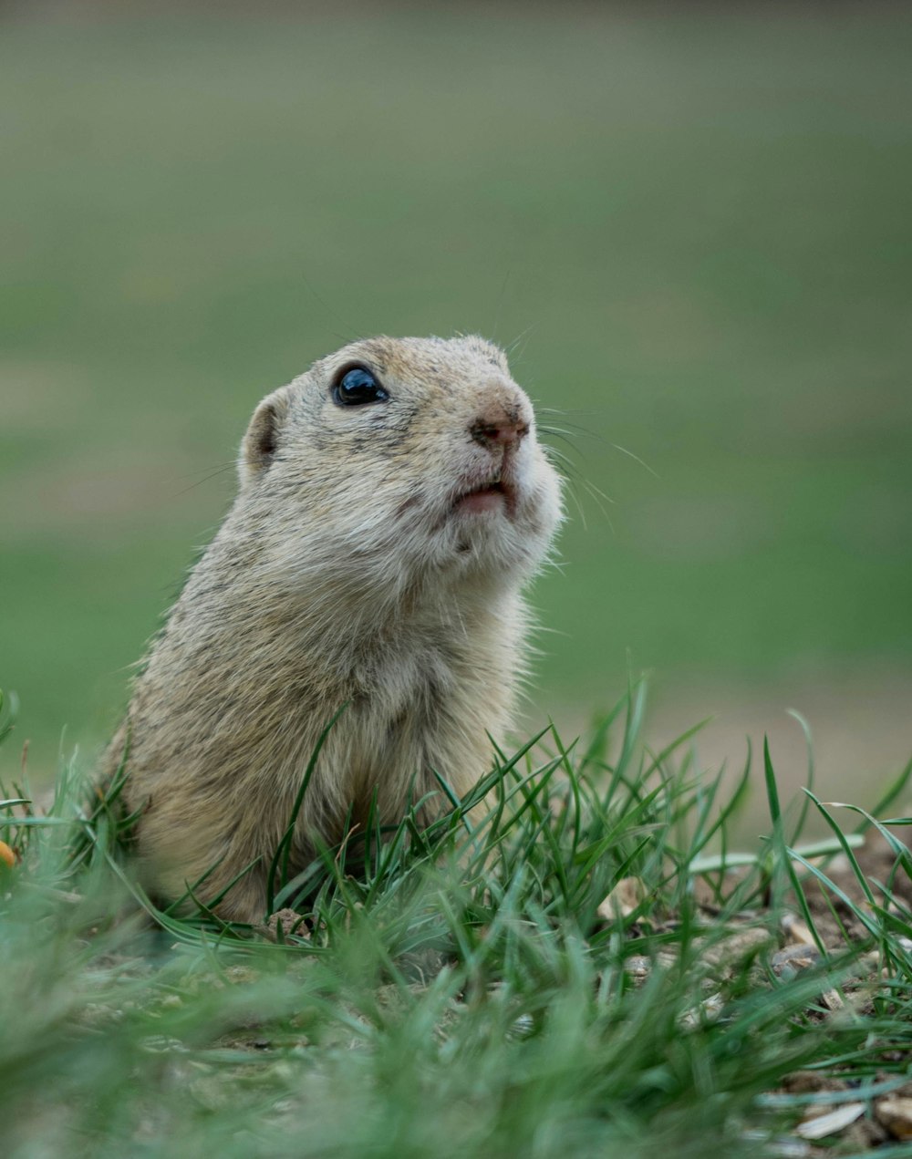 a small rodent looking up into the sky